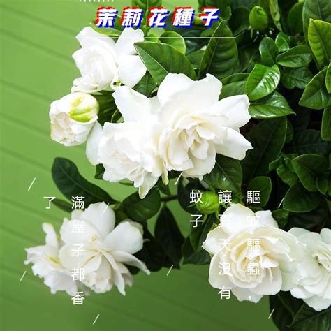 梔子花種子哪裡買|梔子花種子的價格推薦